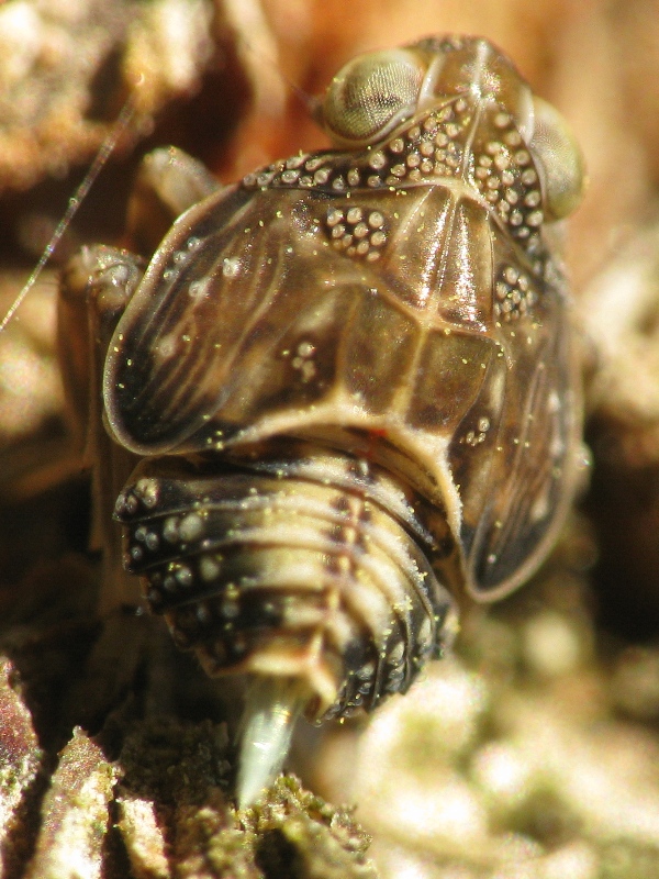 Neanide di Issidae..